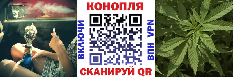 Конопля гибрид  Кущёвская 